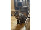 Adopt Meeko a Brown Tabby American Shorthair (short coat) cat in Fort Wayne