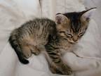 Adopt No name a Tiger Striped American Shorthair / Mixed (short coat) cat in