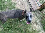 Adopt Ginger a Gray/Silver/Salt & Pepper - with White Staffordshire Bull Terrier