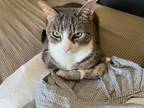 Adopt Masha a Gray, Blue or Silver Tabby American Curl / Mixed (short coat) cat