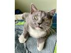 Adopt Cheshire a Gray or Blue Domestic Shorthair / Domestic Shorthair / Mixed