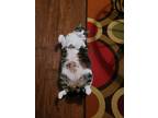 Adopt Fat Al a Tortoiseshell Domestic Mediumhair / Mixed (short coat) cat in