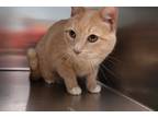 Adopt Oscar a Domestic Shorthair / Mixed cat in Sioux City, IA (34633352)