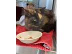 Adopt Sova a Domestic Longhair / Mixed cat in Sudbury, ON (34633069)