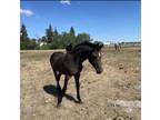 Handsome Friesian Sporthorse Yearling Colt