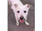 Jack, Jack Russell Terrier For Adoption In Canoga Park, California