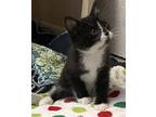 Basil (athena's Kittens), Domestic Shorthair For Adoption In Caledon, Ontario