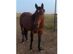 10 year old bay mare