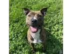 Adopt Bella a Pit Bull Terrier, Mixed Breed