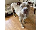Adopt Cafe Latte a Pit Bull Terrier