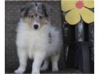 Collie PUPPY FOR SALE ADN-384749 - Collie Lassie For Sale Fredricksburg OH Male
