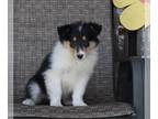 Collie PUPPY FOR SALE ADN-384750 - Collie Lassie For Sale Fredricksburg OH