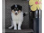 Collie PUPPY FOR SALE ADN-384751 - Collie Lassie For Sale Fredricksburg OH
