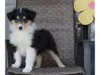 Collie PUPPY FOR SALE ADN-384759 - Collie Lassie For Sale Fredricksburg OH