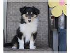 Collie PUPPY FOR SALE ADN-384762 - Collie Lassie For Sale Fredricksburg OH