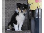 Collie PUPPY FOR SALE ADN-384763 - Collie Lassie For Sale Fredricksburg OH