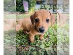 Dachshund PUPPY FOR SALE ADN-384776 - Chocolate sable miniature dachshund
