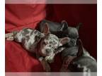 French Bulldog PUPPY FOR SALE ADN-384761 - Complete French Bulldog Litter