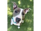 Adopt Lionel a Pit Bull Terrier, Mixed Breed