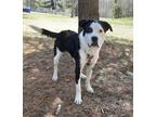 Adopt Curly a Boxer, Border Collie