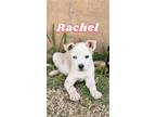 Adopt Rachel & Phoebe a Husky, Australian Shepherd