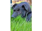 Adopt Ulysses a Black Labrador Retriever, Mixed Breed