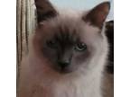 Adopt TOFFEE a Siamese, Balinese