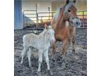 Reg RideDrive Haflinger mare with American Cream Draft Sired Filly