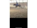 Eventing Showjumping Mare