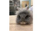 Adopt TIANA a Grey/Silver Lionhead / Mixed rabbit in London, ON (34652985)