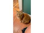 Adopt Ollie a Orange or Red Tabby Domestic Mediumhair / Mixed (medium coat) cat