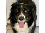 Adopt SHEBA a Black - with White Border Collie / Mixed dog in Pasadena