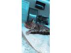 Adopt Prince a Tiger Striped Domestic Mediumhair / Mixed (medium coat) cat in