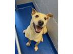 Adopt Flash a Tan/Yellow/Fawn Retriever (Unknown Type) / Whippet / Mixed dog in