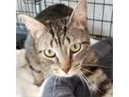 Adopt Martina a Gray or Blue Manx / Mixed cat in Durham, NC (34648666)
