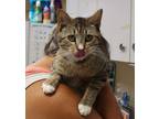 Adopt Vinny a Domestic Shorthair / Mixed cat in Salisbury, MD (34652712)