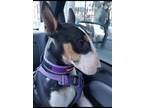 Adopt Raven a Black - with White Bull Terrier / Mixed dog in Los Angeles