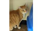 Adopt Goldie a Domestic Mediumhair / Mixed cat in Lexington, KY (34652173)