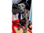 Adopt Leia a Black Border Collie / Labrador Retriever / Mixed dog in Visalia