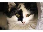 Adopt Ava a White Domestic Mediumhair / Domestic Shorthair / Mixed cat in