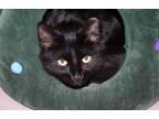 Adopt ZsaZsa a All Black Domestic Mediumhair / Domestic Shorthair / Mixed cat in