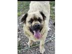 Adopt Gus a Tan/Yellow/Fawn Anatolian Shepherd / Mixed dog in Windsor
