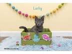 Adopt Lucky a Gray or Blue Domestic Shorthair / Domestic Shorthair / Mixed cat