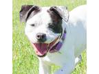 Adopt Orejas a Australian Cattle Dog / American Pit Bull Terrier / Mixed dog in