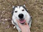 Adopt Sasha a Black Husky / Mixed dog in Moncton, NB (34651210)