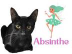 Adopt Absinthe a All Black Siamese / Domestic Shorthair / Mixed cat in Hamilton