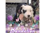 Adopt Dandelion a Black - with White Mixed Breed (Medium) / Mixed dog in