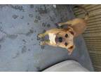 Adopt Marlan a Tan/Yellow/Fawn Labrador Retriever / German Shepherd Dog / Mixed