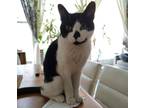 Adopt Ocean Young Cuddly b/w Beauty a Black & White or Tuxedo Domestic Shorthair