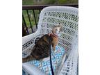 Adopt Olive a Calico or Dilute Calico Calico / Mixed (short coat) cat in